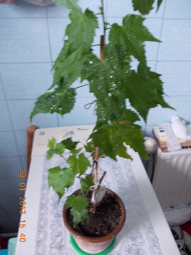 abutilon galben