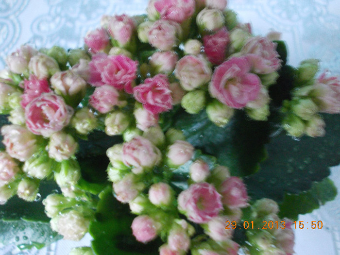 kalanchoe