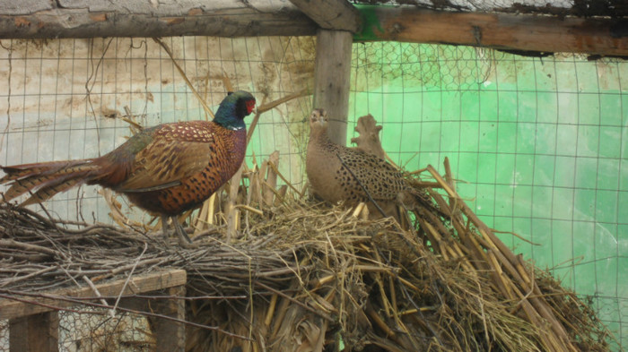 SAM_0045 - FAZANI COMUNI SI TENEBROSI