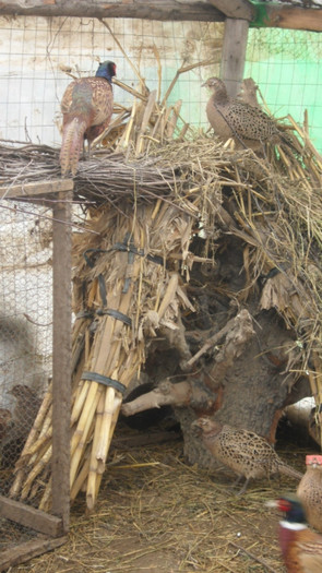 SAM_0047 - FAZANI COMUNI SI TENEBROSI