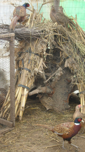 SAM_0048 - FAZANI COMUNI SI TENEBROSI