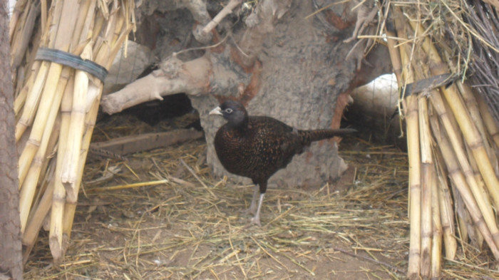 SAM_0050 - FAZANI COMUNI SI TENEBROSI