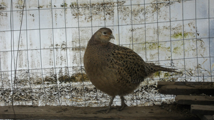 SAM_0052 - FAZANI COMUNI SI TENEBROSI