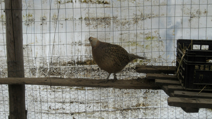 SAM_0053 - FAZANI COMUNI SI TENEBROSI