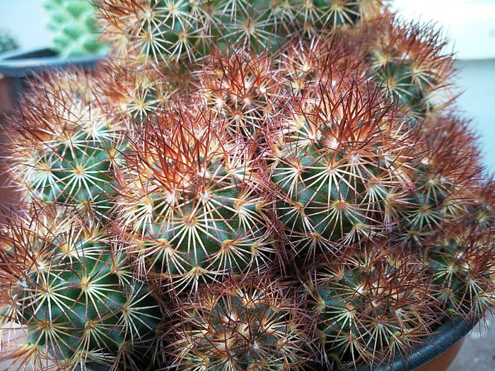 Mammillaria elongata - Mammillaria elongata