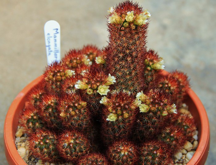 Mammillaria elongata - Mammillaria elongata