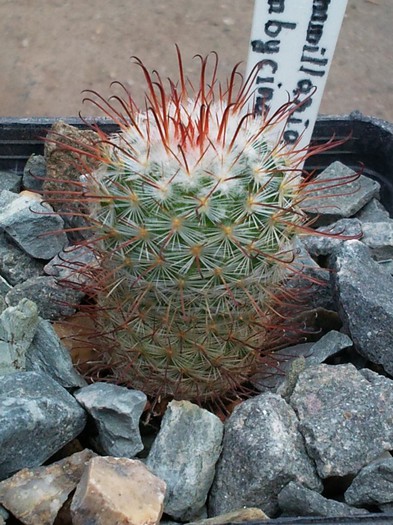 Mammillaria bombycina - Mammillaria bombycina