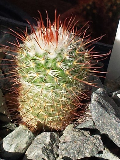 Mammillaria bombycina - Mammillaria bombycina