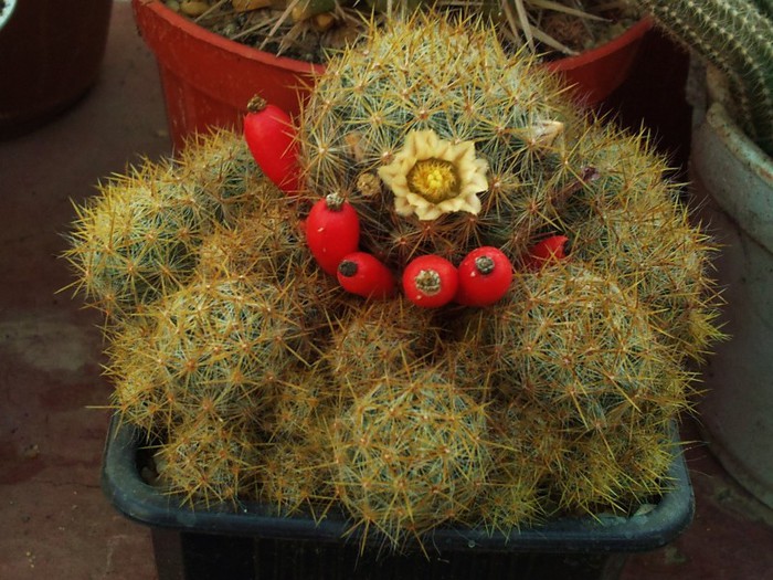 Mammillaria prolifera ssp. prolifera