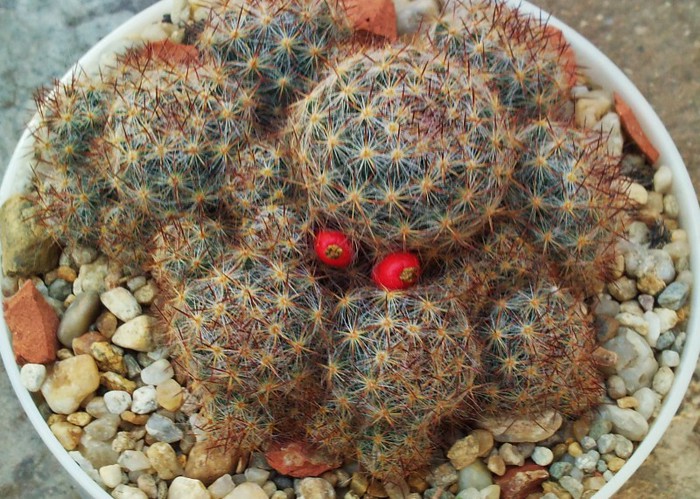 Mammillaria prolifera ssp. texana - Mammillaria prolifera ssp texana