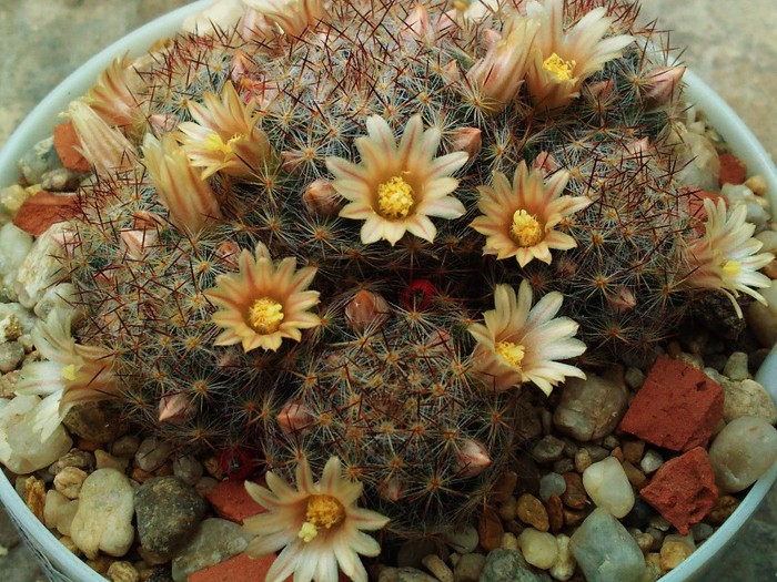 Mammillaria prolifera ssp. texana - Mammillaria prolifera ssp texana