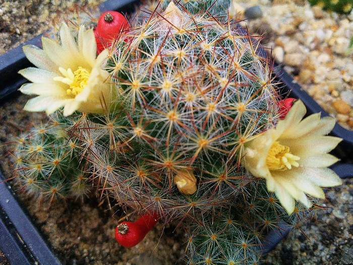 Mammillaria prolifera ssp. texana - Mammillaria prolifera ssp texana