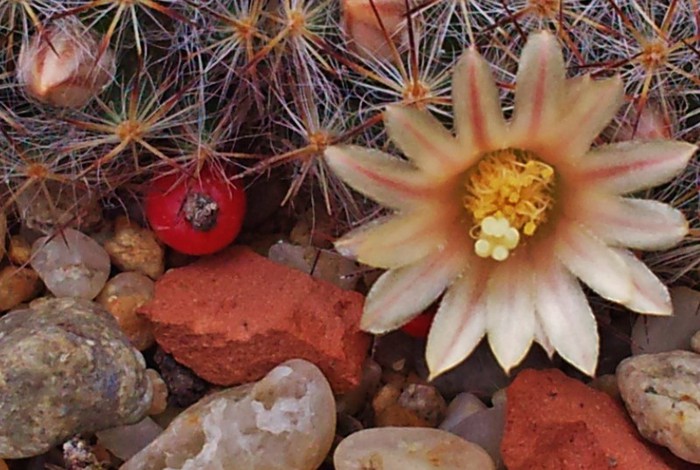 Mammillaria prolifera ssp. texana