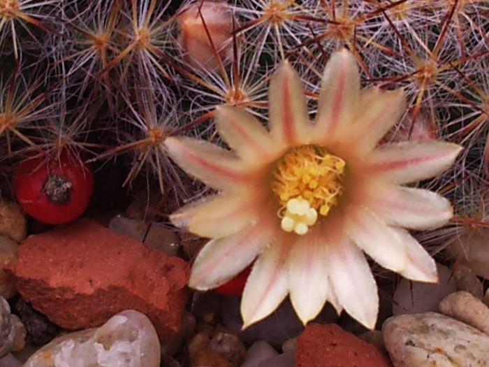 Mammillaria prolifera ssp. texana