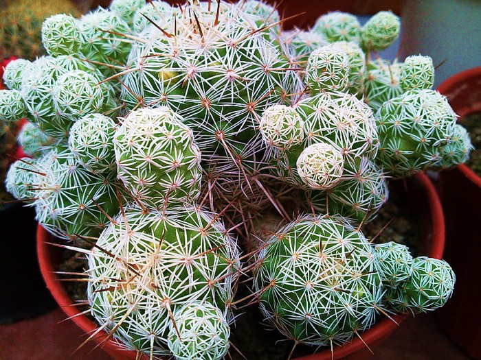 Mammillaria gracilis