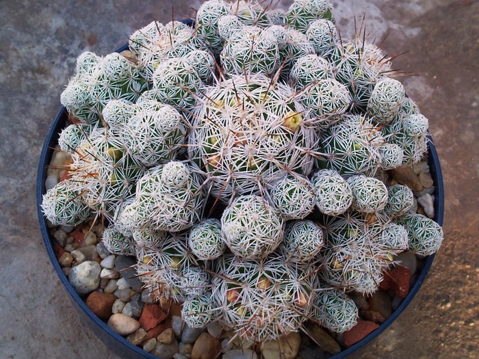 Mammillaria gracilis - Mammillaria gracilis