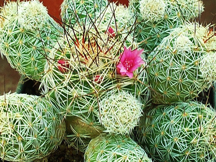 Mammillaria gracilis cv.(floare roz) - Mammillaria gracilis