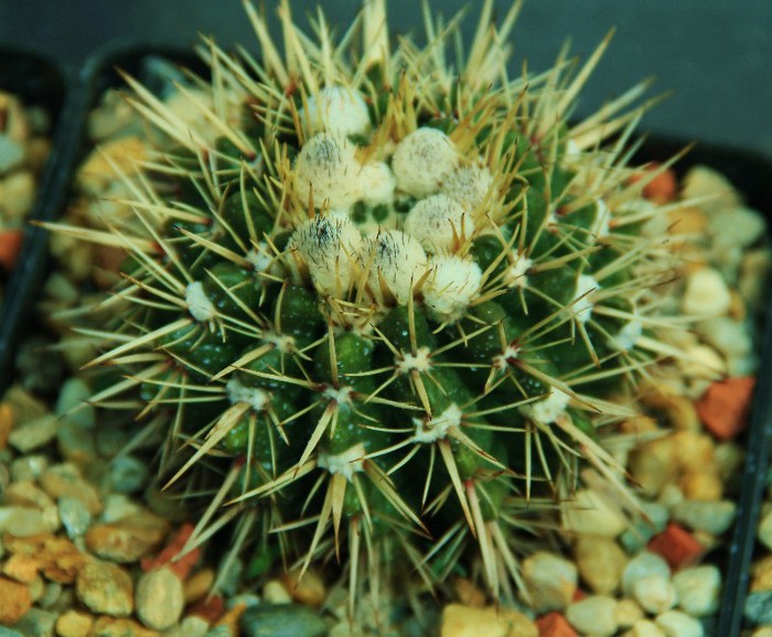 Notocactus submammulosus - Notocactus submamulosus