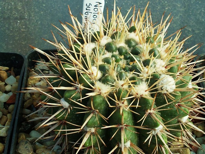 Notocactus submammulosus