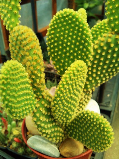 Opuntia microdasys v. pallida - Opuntia microdasys v pallida