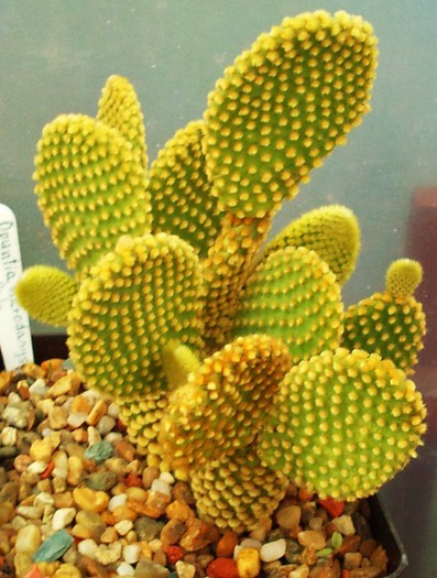 Opuntia microdasys v. pallida