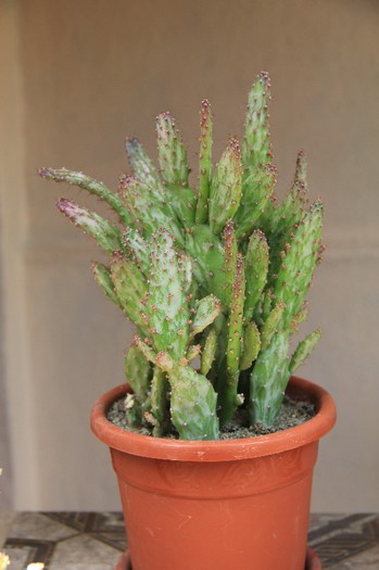 Opuntia monacantha variegata