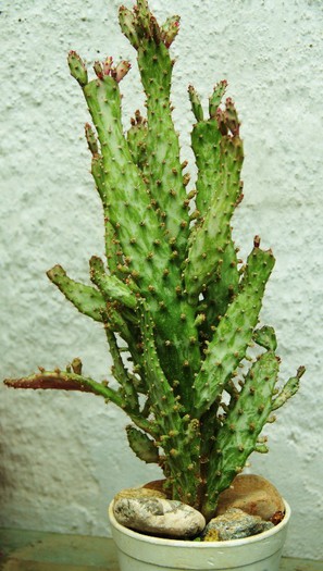 Opuntia monacantha variegata - Opuntia monacantha variegata