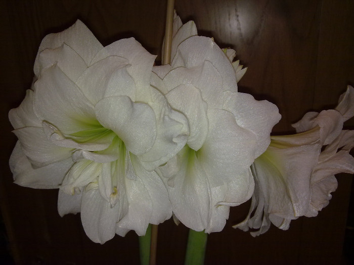albe flori.... - AMARILIS- fratii Albisor si Fratior