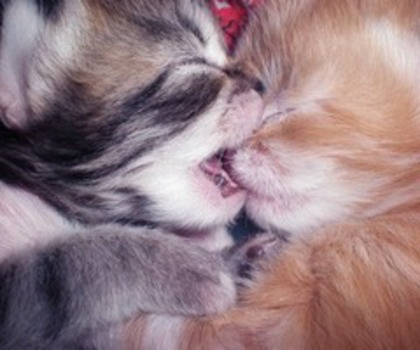 tumblr_mba4tecGWY1rfls4no1_400_thumb