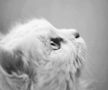 tumblr_mhe64w95sl1s2sf4zo1_500_thumb