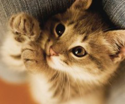 tumblr_mhbjoqNvph1r2i82so1_500_thumb