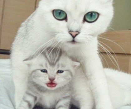 tumblr_mhe2vxRIqy1rv6mhbo1_500_thumb