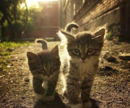 542495_388869634543326_1421757700_n_thumb