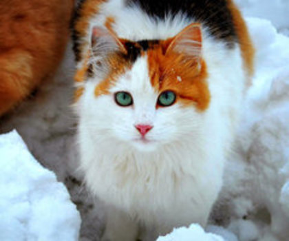 tumblr_mfyp3fuDzE1r5nxlvo1_500_thumb