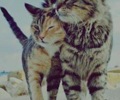 46799_465926936801326_47569820_n_thumb