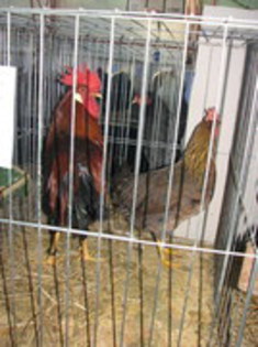 28655319_ZSATWFKWA