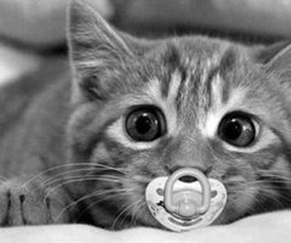 314869_278119732317600_710903510_n_thumb