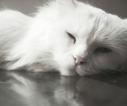 428827195738602373_tfeQ37HO_c_thumb