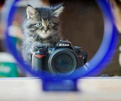 424390_392328130862942_618961102_n_thumb