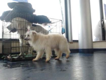 2013-01-19 expo timisoara; la expo cu Oskar Golden Retriever
