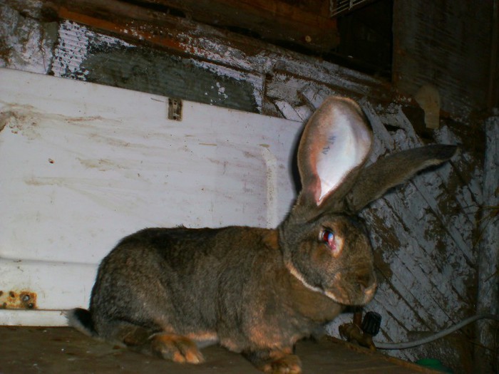 femela un an - iepuri 2013