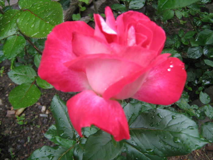 Primul trandafir 2012 - Flori