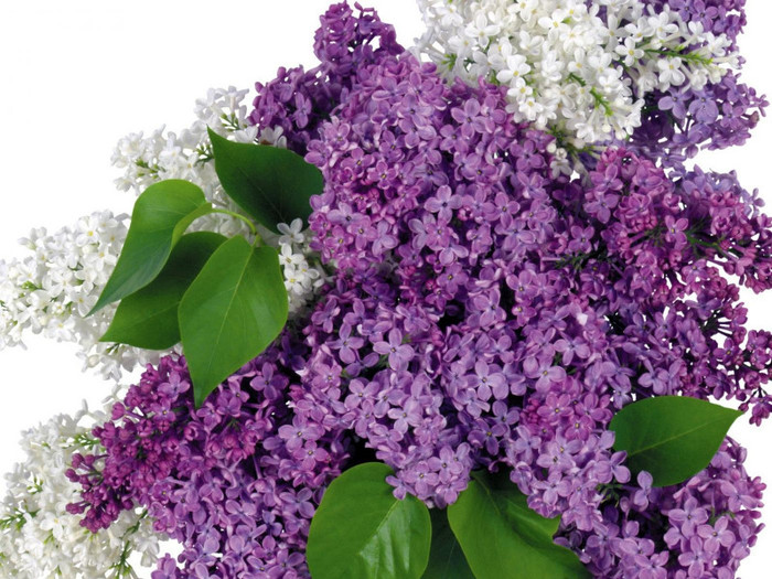 Lilac-flowers - SAPUN NATURAL-Lilac and Vanilla