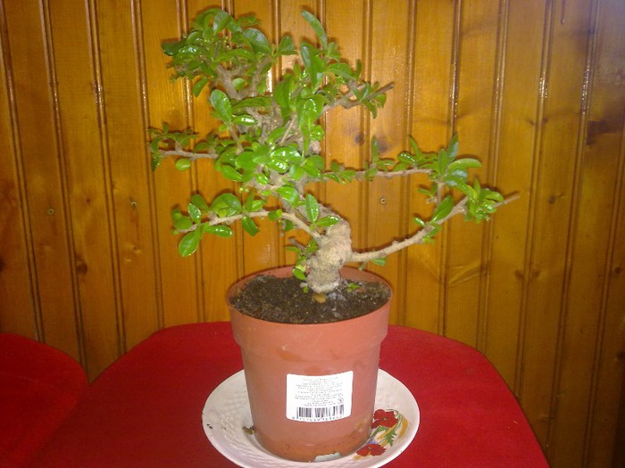 bonsay - bonsai carmona