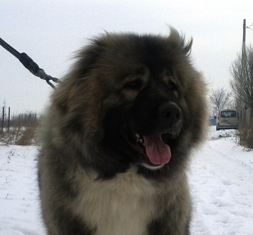KASHMIR 8
