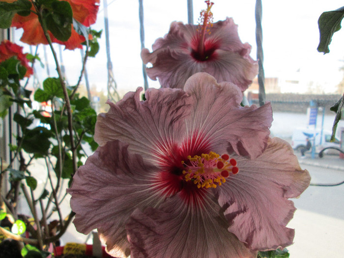 hibiscus - flori ianuarie 2013