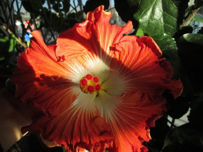 hibiscus - flori ianuarie 2013