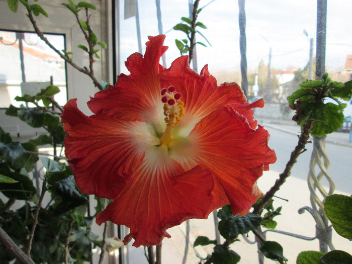 hibiscus 2 - flori ianuarie 2013