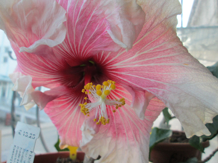 hibiscus floare - flori ianuarie 2013