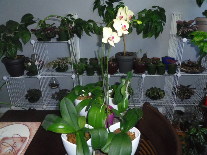 29 ian. 2013 - 2013 Orhidee